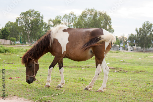 Horse in the field