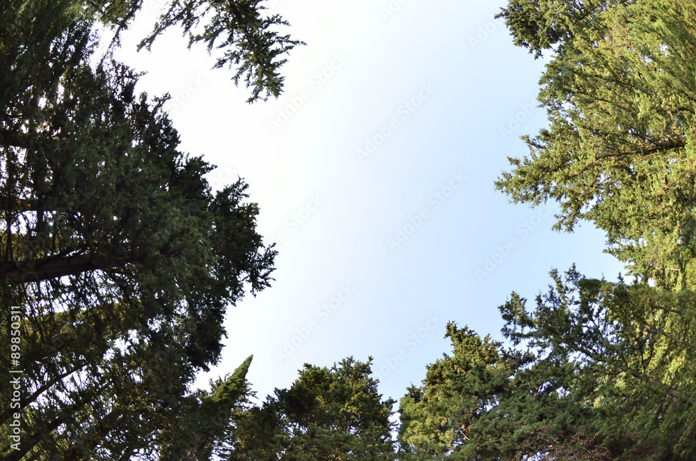 Treetop fish-eye len Treetop fish-eye len