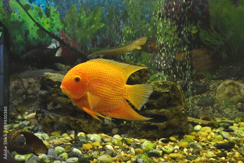 Cichlasoma severum (Heros severus) in the aquarium Cichlasoma severum (Heros severus) in the aquarium
