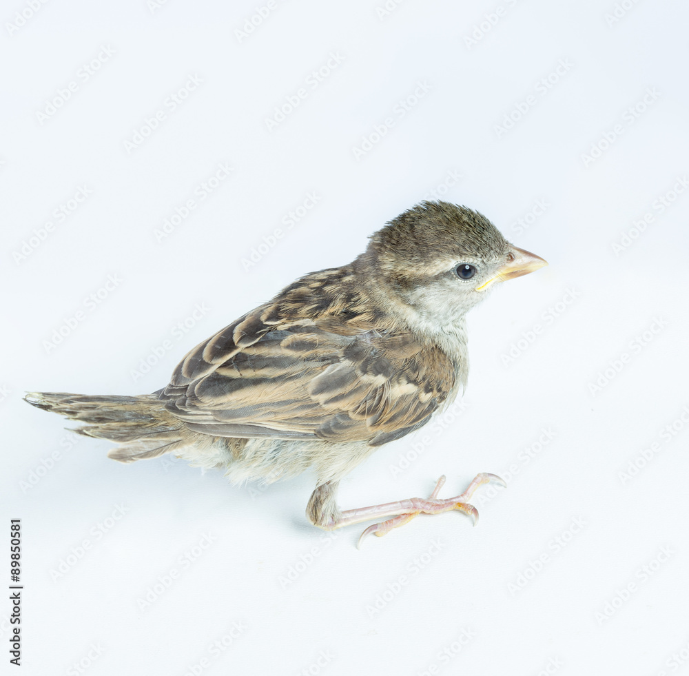 sparrow chick sparrow chick