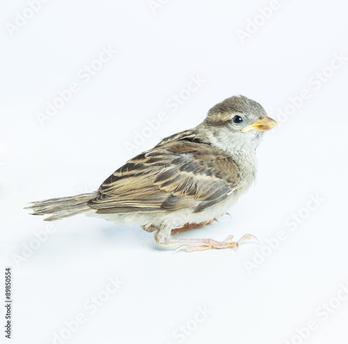 sparrow chick © Evgenia Tiplyashina