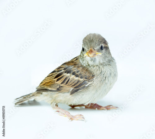 sparrow chick