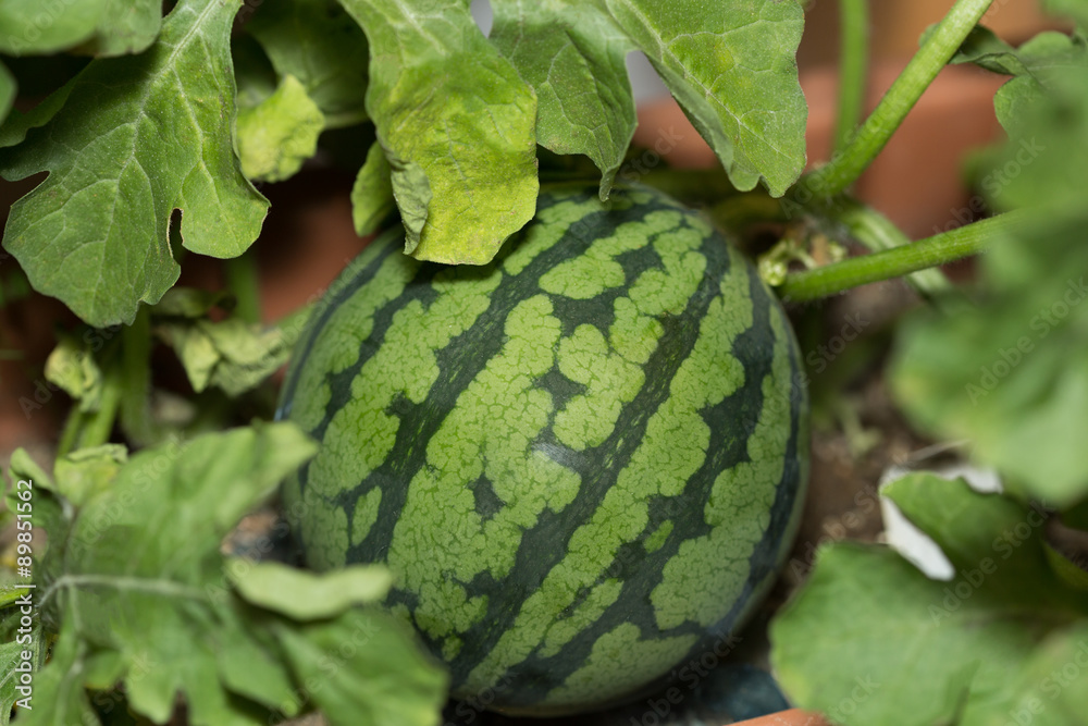 プランターのスイカ栽培 Stock Photo Adobe Stock