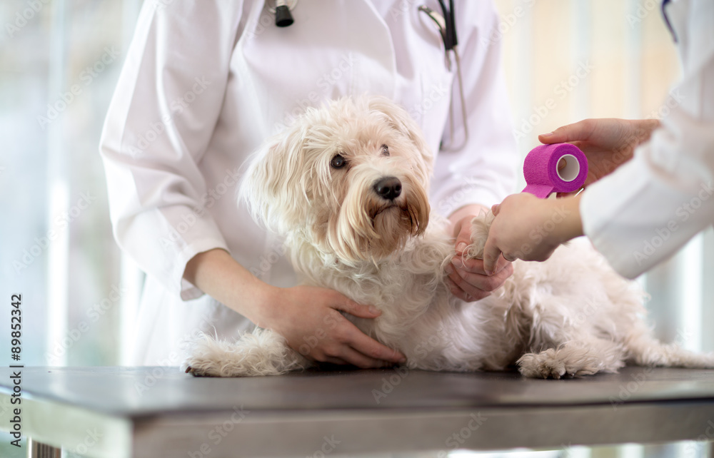 Maltese dog with broken paw in vet infirmary Maltese dog with broken paw in vet infirmary