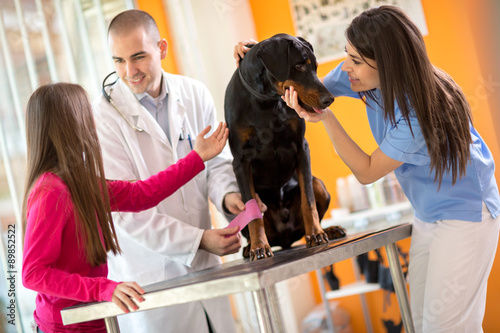 Fotografi Bandaging leg of Great Done dog and comforting him in vet infirm