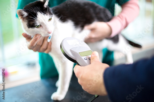 Konstfotografi Identifying cat with microchip device