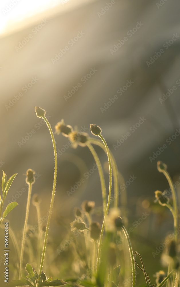 beautiful flower grass in relax morning time beautiful flower grass in relax morning time