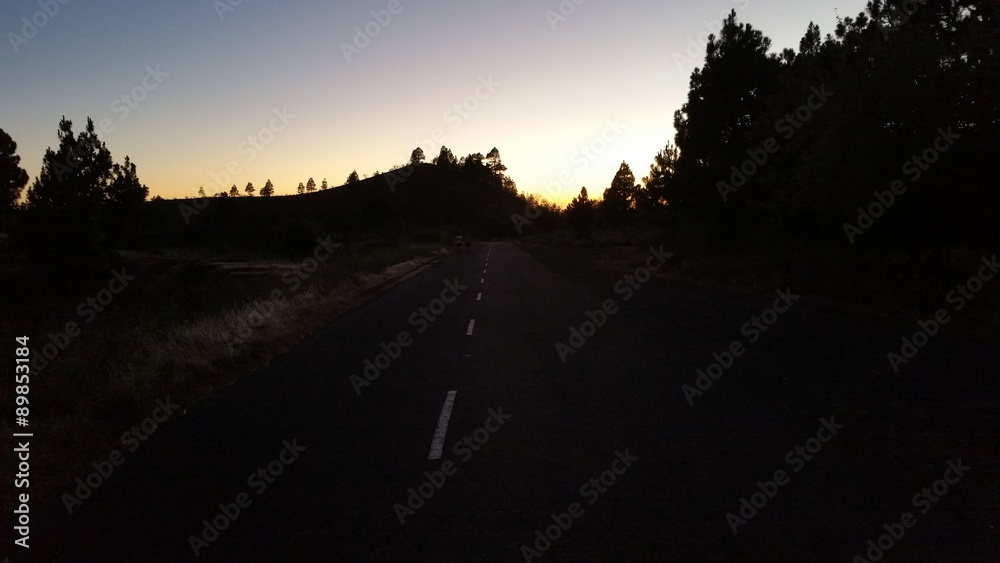 Carretera con siluetas de pinos.