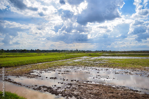 rice field