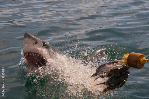 A close up of a great white shark breaking out of the water in South Africa