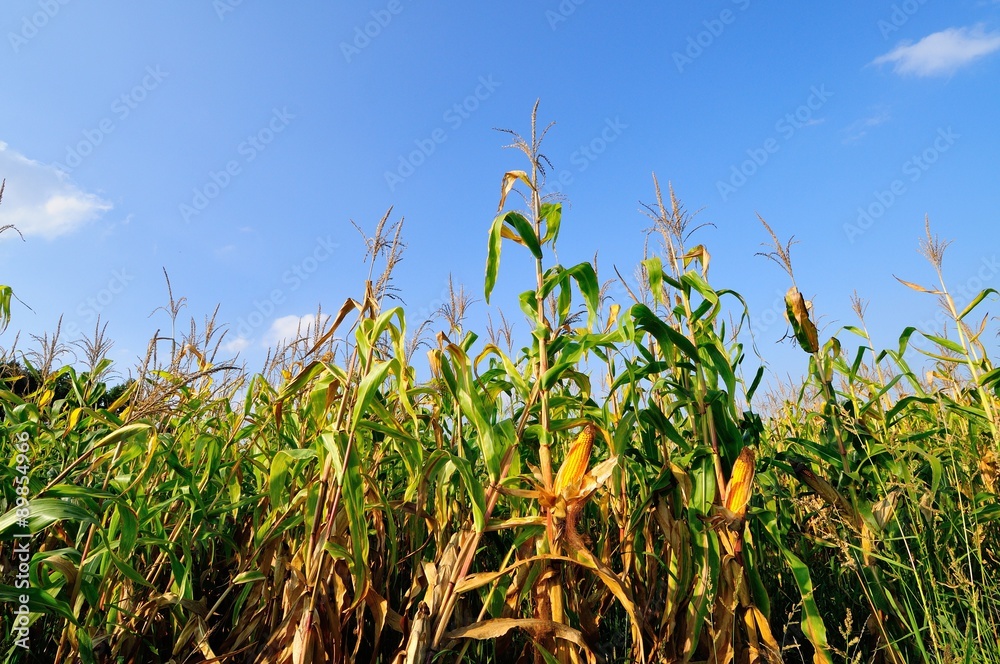 Obraz premium Corn field at summer