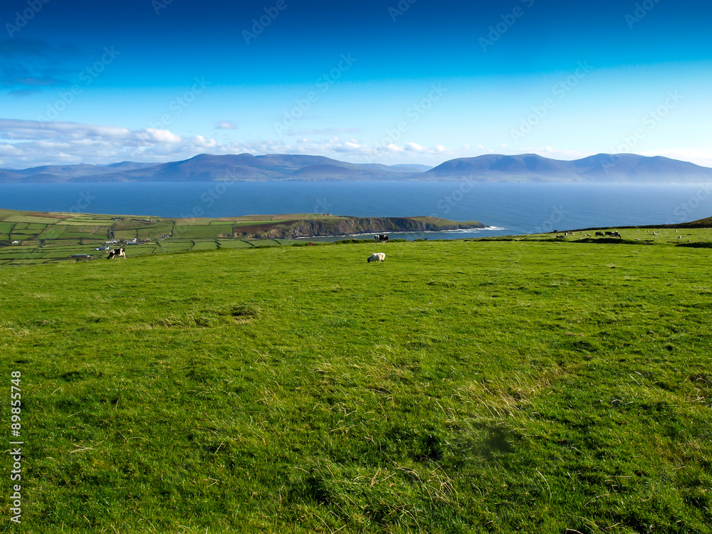 View from the Dingle Peninsula to the Iveragh peninsula with green grass, a blue ridge and a clear blue sky with grazing animals