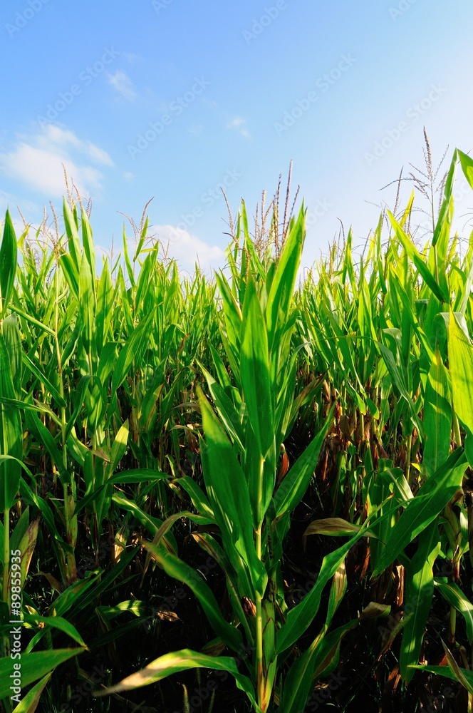 Corn field at summer Corn field at summer