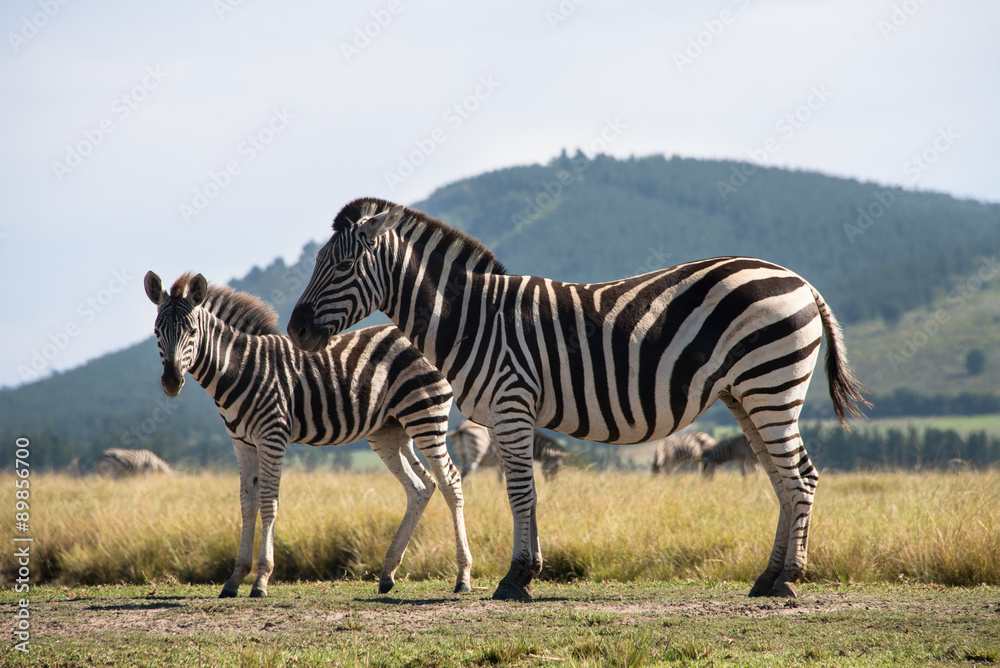 Obraz premium Zebra and foal