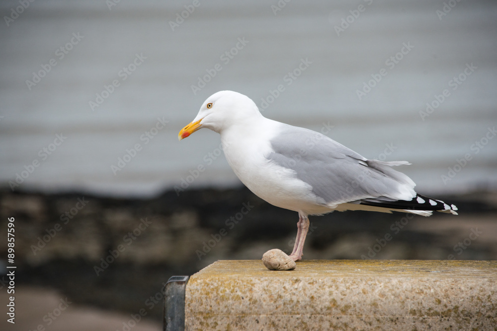 Fototapeta premium Herring Gull stading on a wall