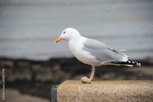 Herring Gull stading on a wall