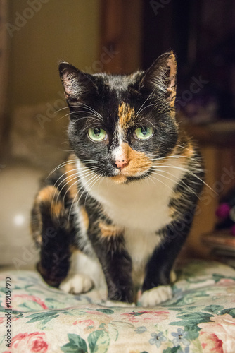 A close up of a tortoiseshell cat sat on a cushion