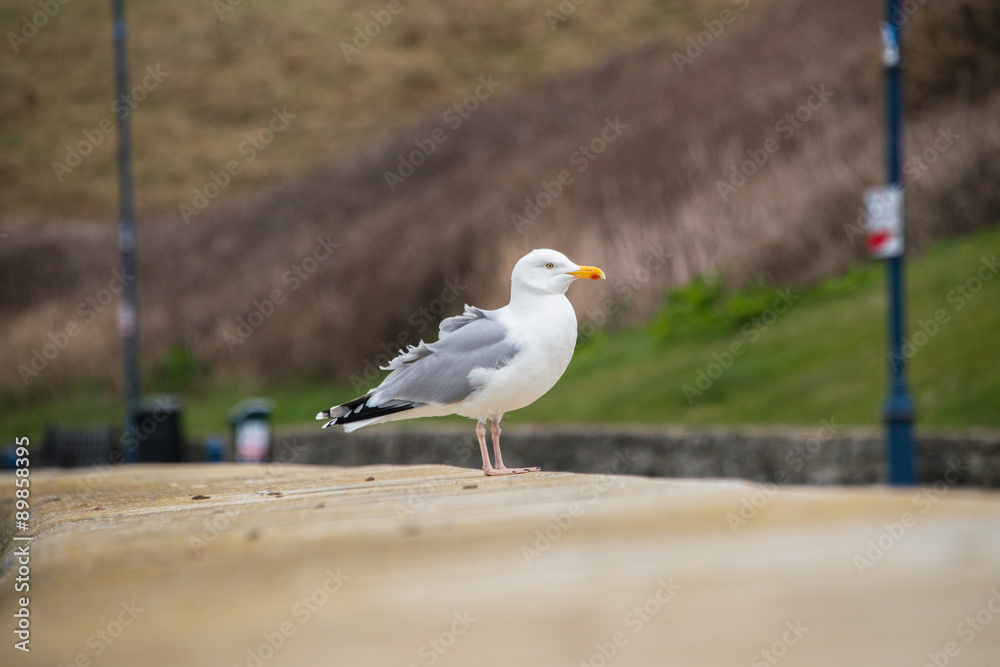 Obraz premium Herring Gull stading on a wall