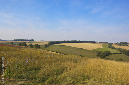 agricultural scenery with wildflowers