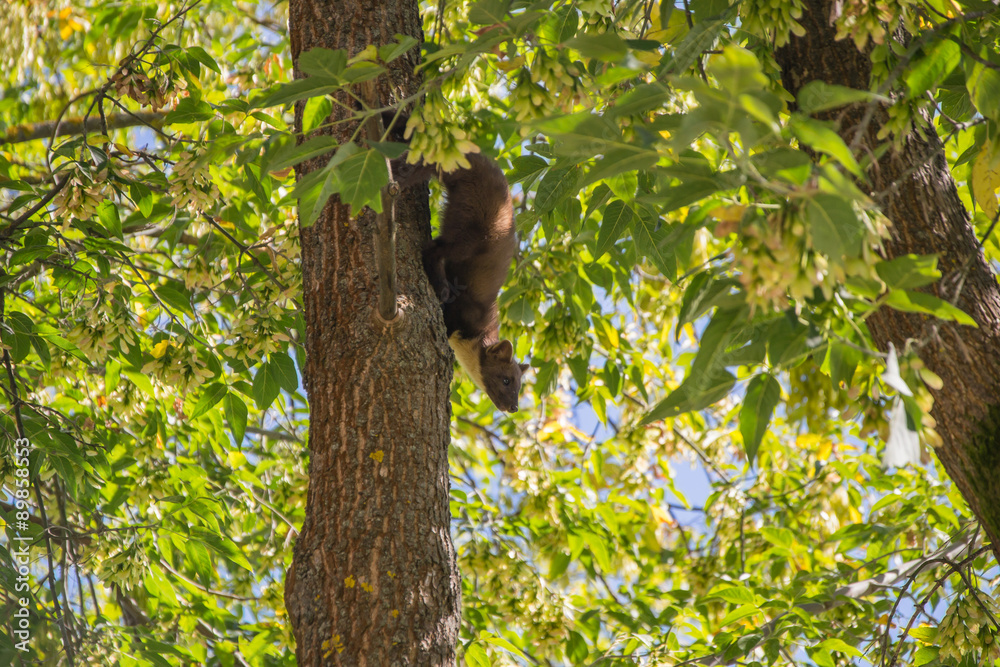 Forest marten among green leaves and branches of trees