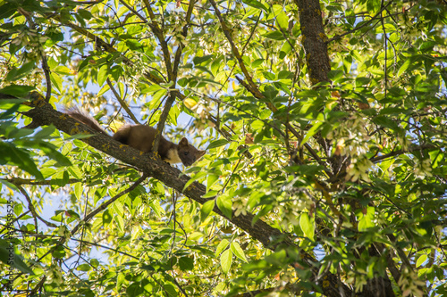 Forest marten among green leaves and branches of trees