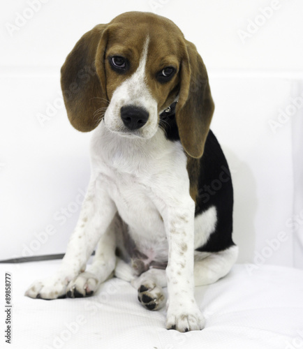 the cute beagle puppy dog
