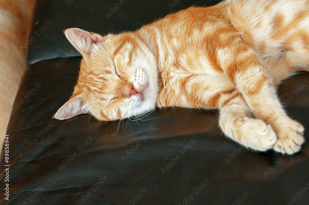 cute red cat sleeping on the leather sofa cute red cat sleeping on the leather sofa