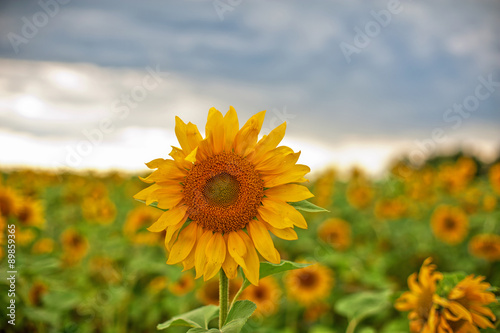sunflowers