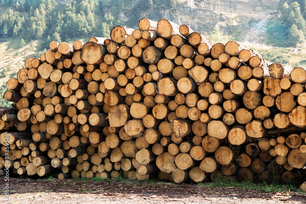 Large woodpile of felled trees