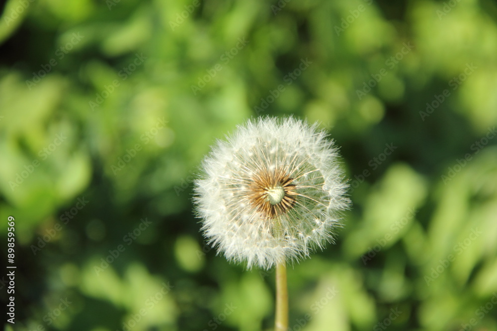Fototapeta premium одуванчик