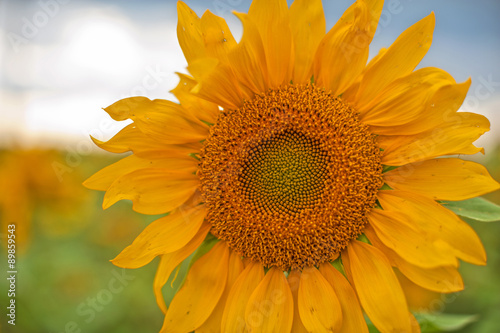 sunflowers