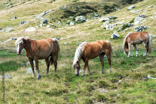 Wild horses grazing on a mountainside