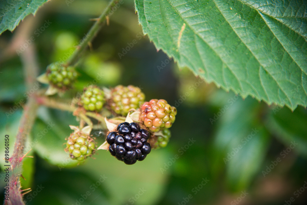 Blackberries in a garden in the UK Blackberries in a garden in the UK