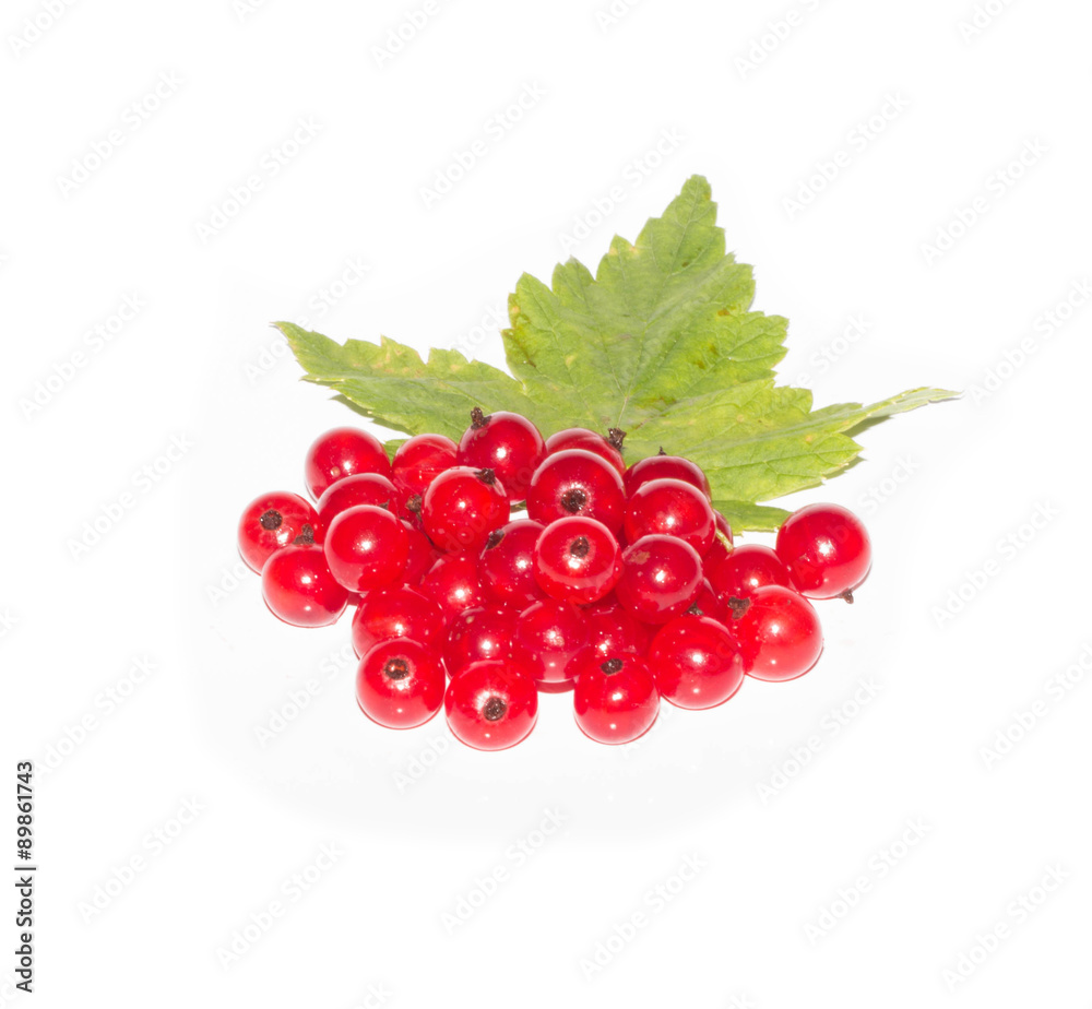 red currants red currants