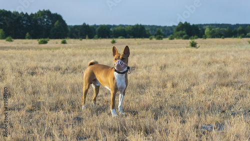 Coursing. Basenji dog in a field in a muzzle for coursing. © krushelss