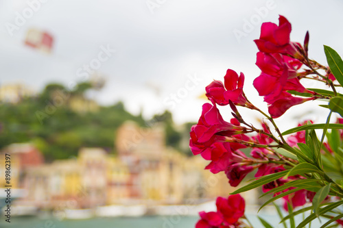 Beautiful outdoor red  flowers on Italian coast