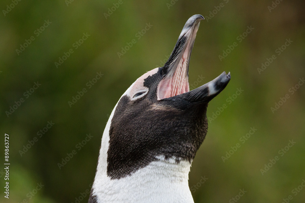Naklejka premium African penguin calling