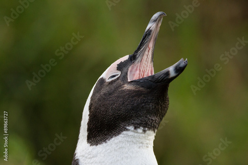 African penguin calling