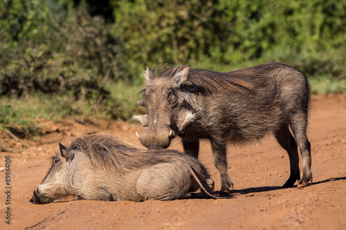 Warthog couple