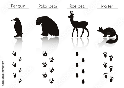 Set of Animal and Bird Trails with Name.