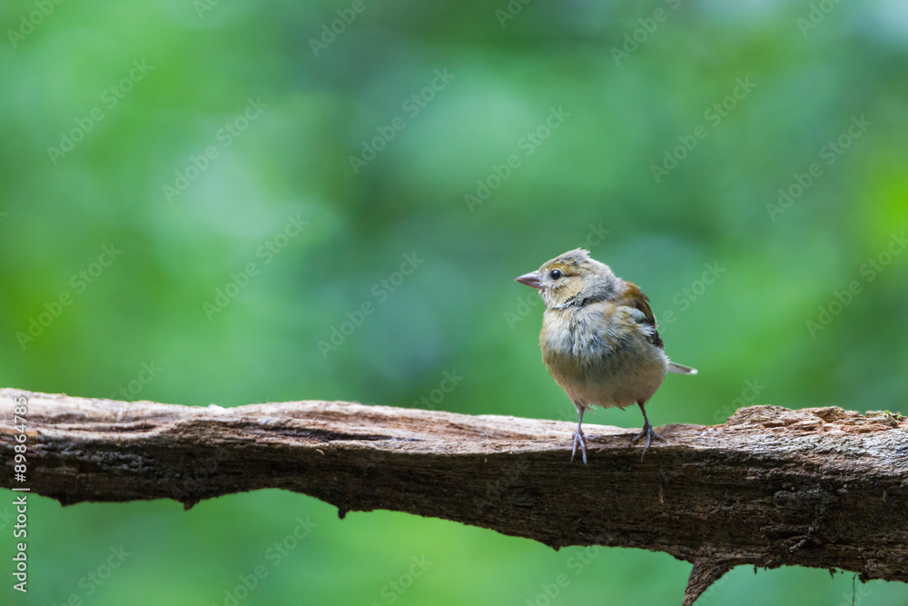Buchfink auf Ast Buchfink auf Ast