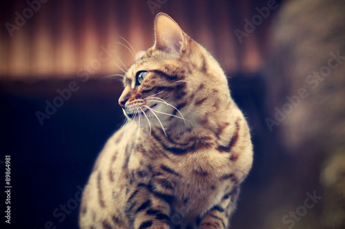 Photography Bengal Cat from the profile