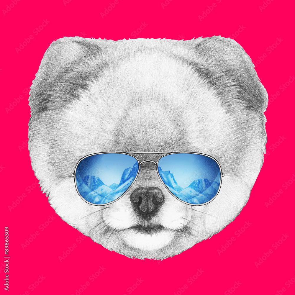 Portrait of Pomeranian with mirror sunglasses. Hand drawn illustration.