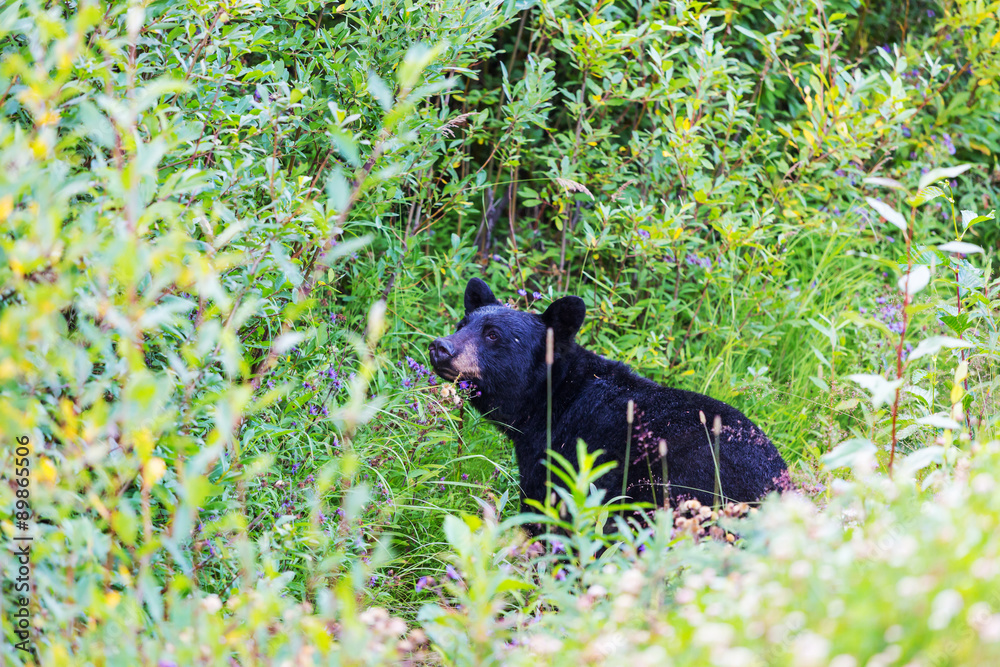 Fototapeta premium Black bear