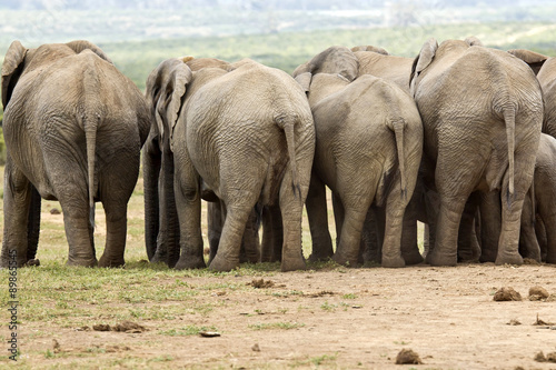 Elephants from behind