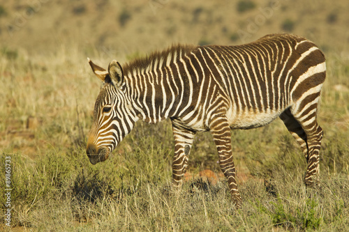 Mountain zebra walking and chewing grass