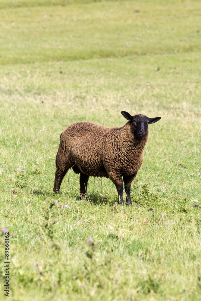 Fototapeta premium schwarzes Schaf auf dem Deich