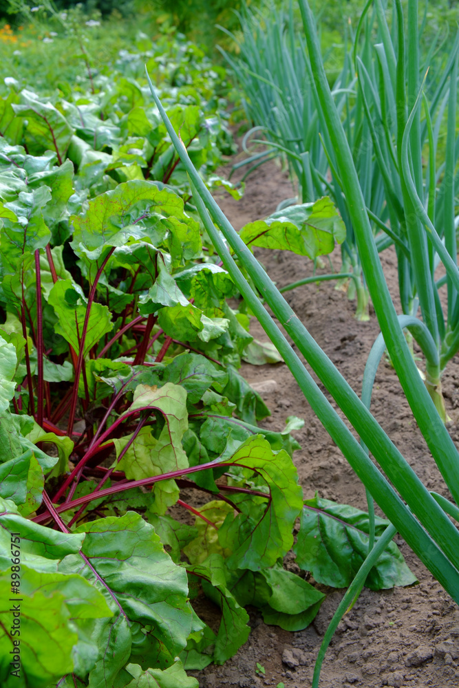 Fototapeta premium Onions and garden Beets