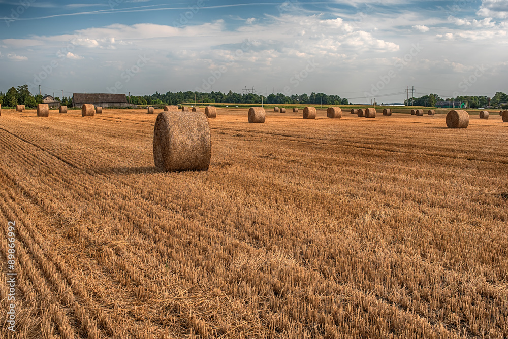 Fototapeta premium Hay bale in the field