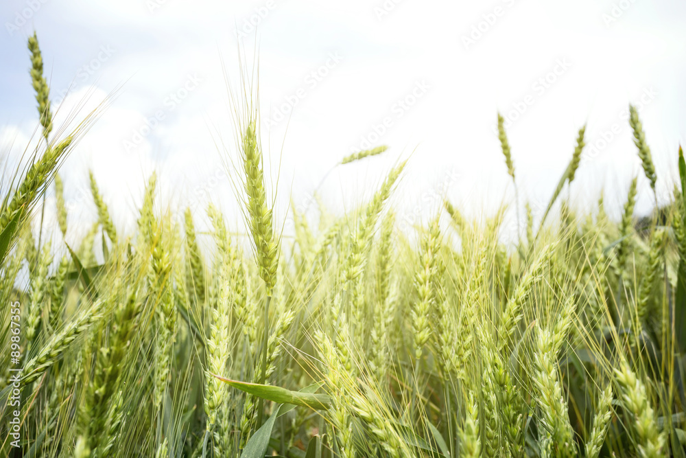 Fototapeta premium Green ears of wheat